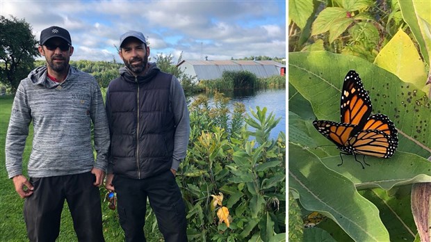 Des dizaines de papillons monarques viennent se reproduire à Saint-Benoît