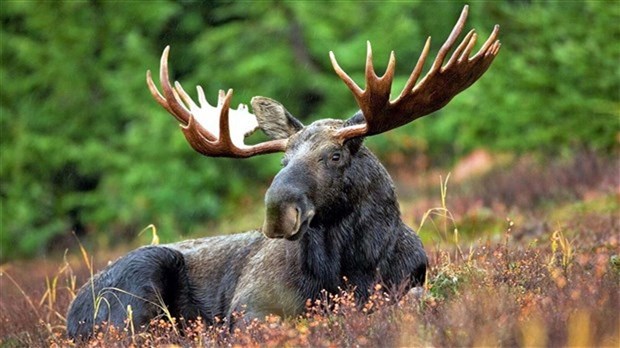 Une bonne nouvelle pour les chasseurs d'orignal non-résidents
