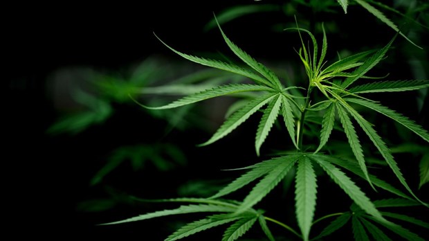 Achat du cannabis à 21 ans: une erreur estime le quart des répondants