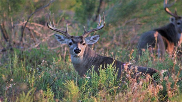 Selon notre sondage, un quart des répondants sont passionnés de chasse