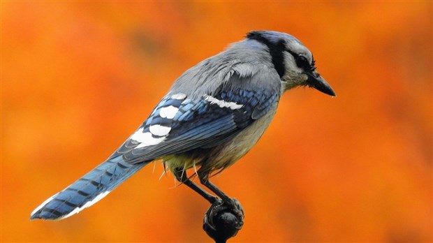 Captez-nous en photos la belle saison des couleurs — GALERIE 2