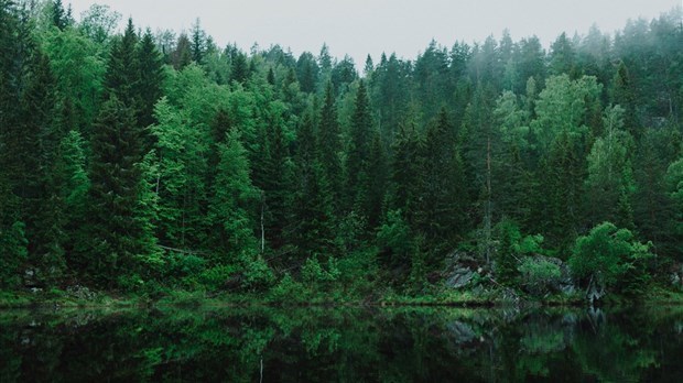 La FQM réclame un régime forestier adapté aux réalités des régions