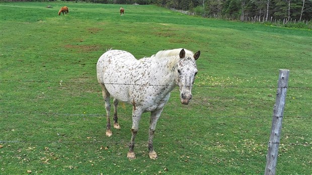 Un cheval tiré par balle ne survit pas à ses blessures