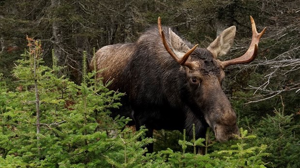 Même à la chasse, il faut respecter les consignes sanitaires