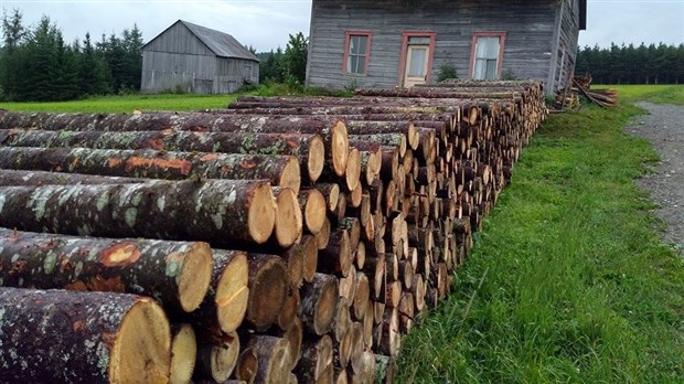 Producteurs de bois de la Beauce: bilan financier positif pour l'année 2019