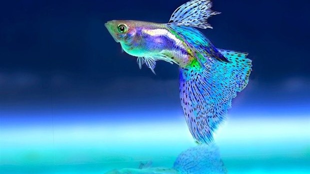 L’entretien d’un aquarium d’eau douce