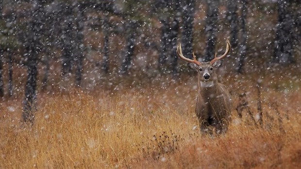 Rappel des modalités concernant les activités de chasse