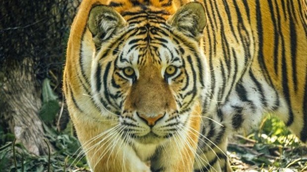 Le Miller Zoo n'accueillera pas les chevreuils du parc Michel-Chartrand de Longueuil