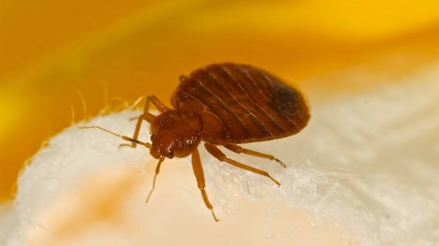 Extermination de punaises de lit