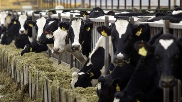 2020: la croissance de la production laitière la plus faible en 5 ans