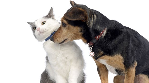 L’Escouade Canine MRC prend en charge le contrôle animalier