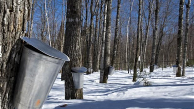 Les acériculteurs dénoncent la Stratégie nationale de production de bois