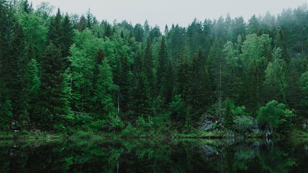 Québec dévoile son plan de soutien au développement de la forêt privée
