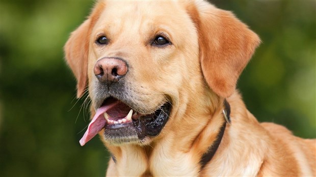 Les propriétaires de chien doivent se soumettre à des règles plus sévères