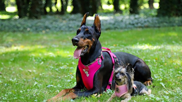 Un harnais ou un licou en tout temps pour les chiens de plus de 20 kg 