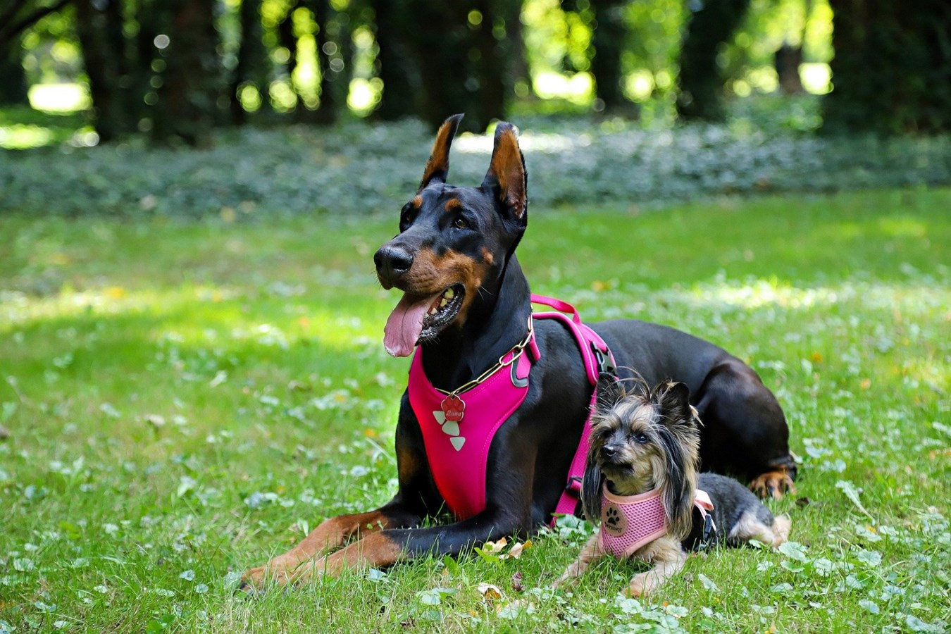 Harnais ou licou pour chien : Que choisir?