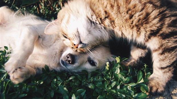 Modifications au renouvellement des médailles pour vos chiens et chats 