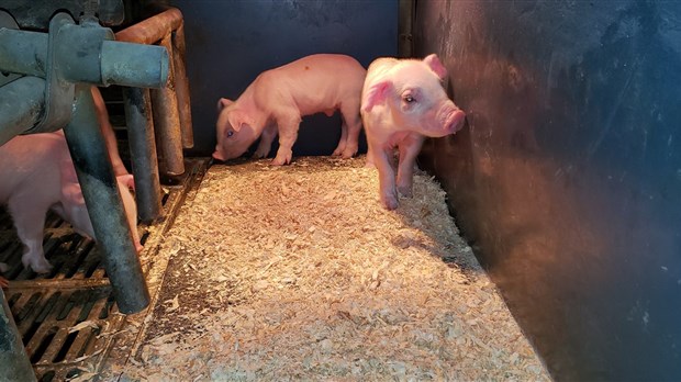 Une rupture dans l'approvisionnement de litière agricole pourrait provoquer un bris dans la chaîne alimentaire