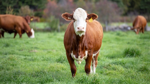 Les producteurs de bovins de la région remettent plus de 5 000 $ aux banques alimentaires