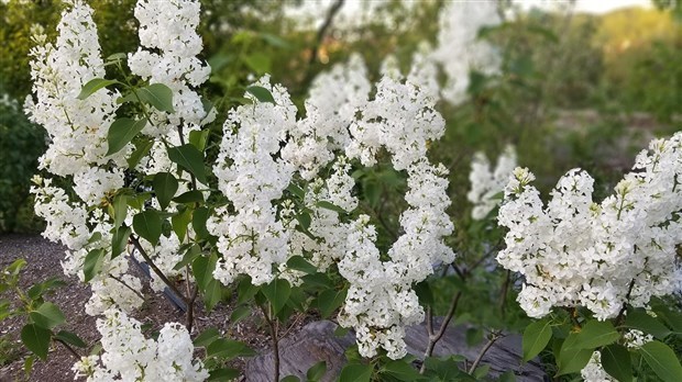 Pas de Fête des Parfums cette année