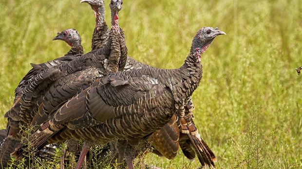 Chasse: nouvelles mesures pour procéder à l’enregistrement à distance du gibier