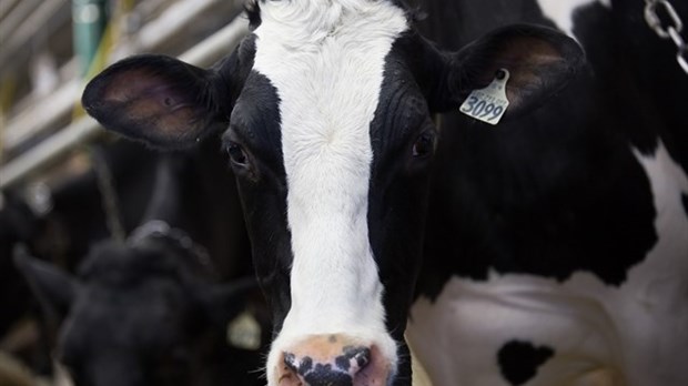 Important don de viande hachée dans la MRC Robert-Cliche