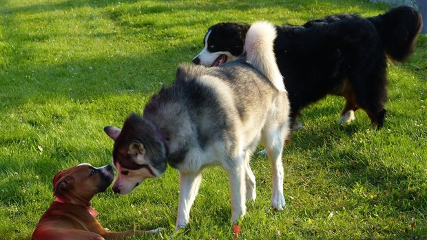 Paiement de la médaille pour votre animal de compagnie repoussé à Saint-Georges