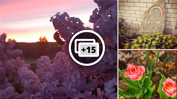 Galerie photos 1 : la fleuraison en Beauce