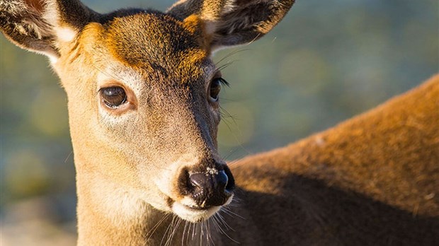 Chasse au cerf sans bois: fin de l'inscription le 10 juin