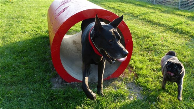 Le parc canin de Saint-Georges est ouvert! 