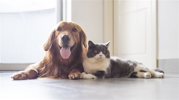 Une journée pour payer la médaille de votre animal de compagnie