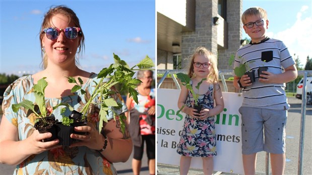 Distribution de plants de légumes à La Guadeloupe