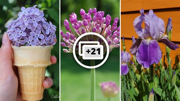 Galerie photos 5 : la fleuraison en Beauce