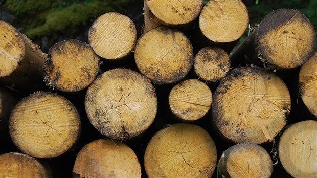 Relance de l’économie: la forêt fait partie de la solution, selon l’UMQ 