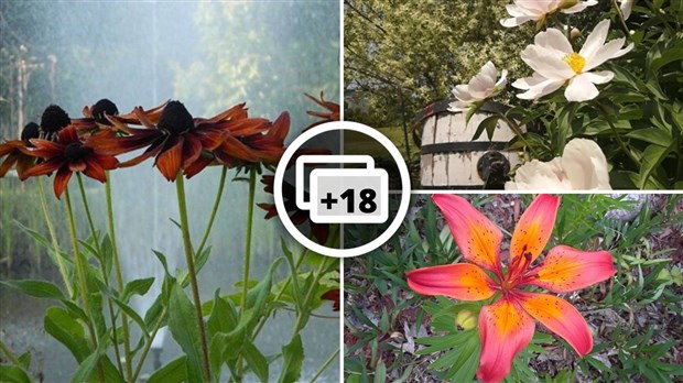 Galerie photos 7 : la fleuraison en Beauce