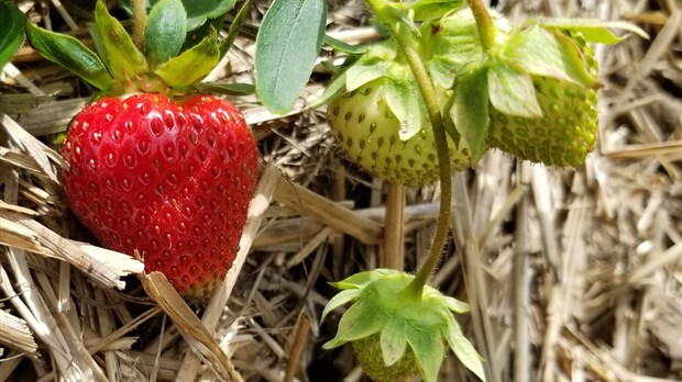 Lancement de la saison des petits fruits en Chaudière-Appalaches