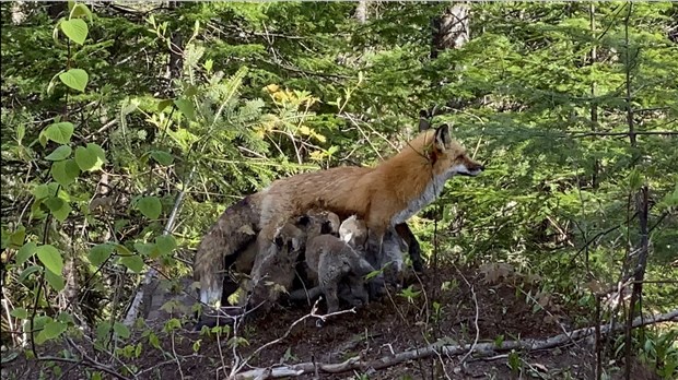 Bébés renard à Saint-Prosper