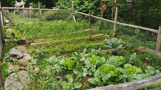 Votre potager est-il photogénique? Envoyez-nous vos clichés!