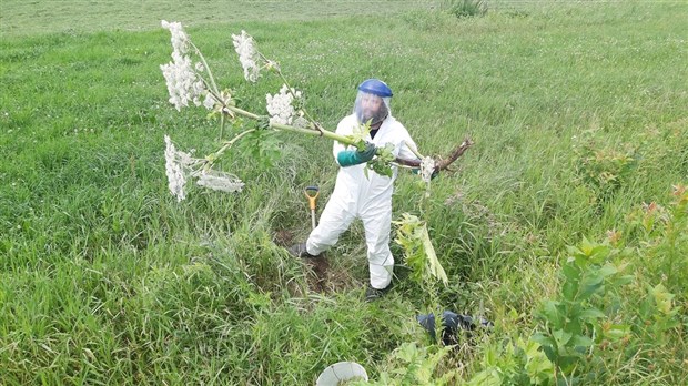 Berce du Caucase : Saint-Jules illustre bien la situation en Beauce