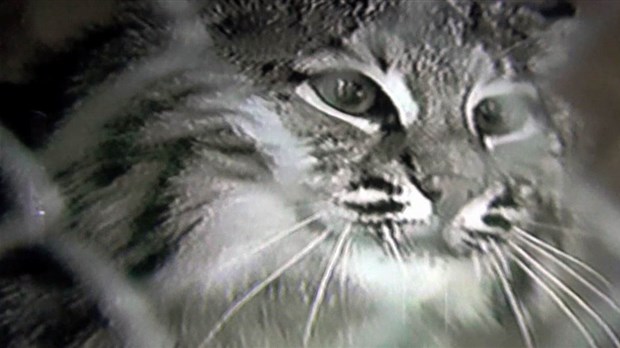 Normand DeLessard présente le mini zoo du Parc des Sept-chutes de Saint-Georges