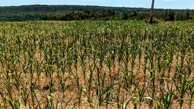 Déficit hydrique généralisé en Chaudière-Appalaches