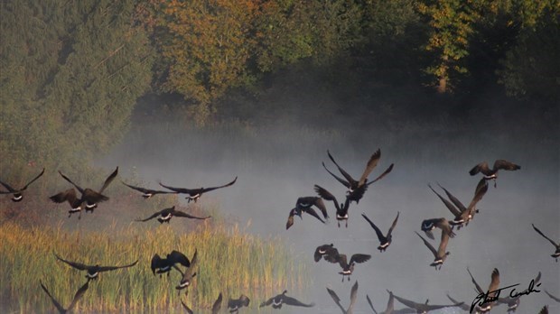 135 espèces d’oiseaux du Domaine Taschereau réunies dans une publication
