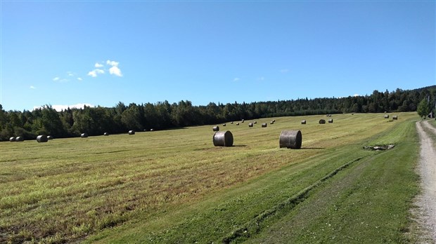 La Financière agricole du Québec versera 21 M$ aux producteurs de foin