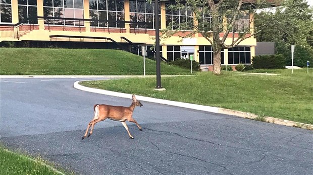 Bambi en cavale devant le CLSC de Saint-Georges
