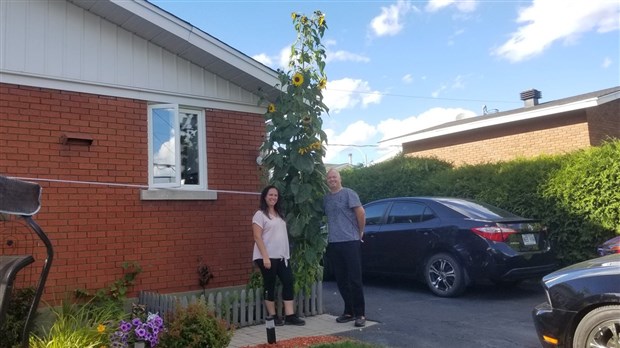 Un tournesol de 12'11'' à Saint Georges !