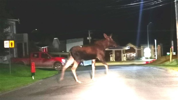 Gambade d'un jeune orignal à Saint-Georges la nuit dernière