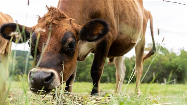 Reprise du comité consultatif agricole de Nouvelle-Beauce