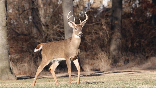 Répondez à notre sondage: est-ce que vous pratiquez la chasse?