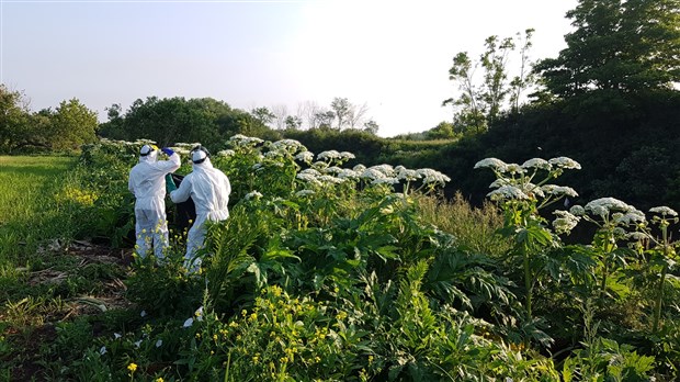 Berce du Caucase : 100 000 plants arrachés en Chaudière-Appalaches