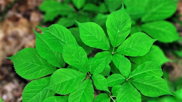 Connaissez vous le lien entre la forêt et la médecine ?